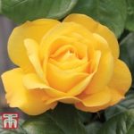 Rose ‘Arthur Bell’