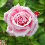 Rose ‘Pink Perpétué’ (Climbing)
