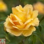 Rose ‘Maigold’ (Climbing)
