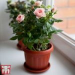 Rose ‘Classic’ (Miniature) (House Plant)