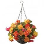 Begonia Gold Balcony 4 Pre- Planted Rattan Baskets