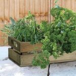 1 Bushel Box with 6 Herb Plants and Free 5L Compost