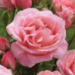 Hybrid Tea Rose Queen Elizabeth 1 Plant Bare Root
