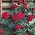 Patio Rose Red 1 Plant Bare Root
