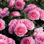 Mum in a Million Rose 2 Plants 3 Litre