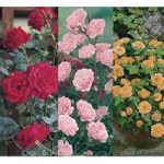 Patio Roses Collection 3 Plants Bare Root