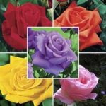 Hybrid Tea Roses Scented Collection 5 Plants Bare Root