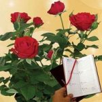 Red Rose Plant plus Diary