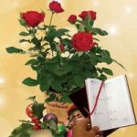 Red Rose Plant with Metal Planter plus Diary
