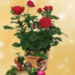 Red Rose Plant with Festive Red Metal Planter