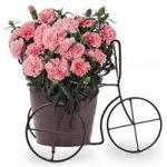 Vonia Trike pre planted with a Pot Carnation