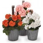 Willoughby Pots times 3 Planting Kit 6 Geraniums and FREE Compost