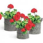 3 Pemberley Planters with 6 Large Geranium Plants + Free 10 L of "Super Compost"