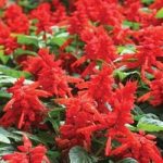 Over £50 Spend Offer : Free Salvia Desert Fire 70 Ready Plants