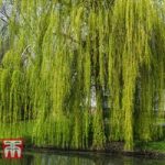 Golden Weeping Willow (Hedging)