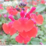 Salvia ‘Royal Bumble’