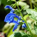 Salvia patens ‘Blue Angel’