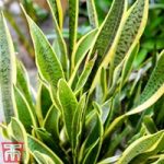 Sansevieria trifasciata var. laurentii (House Plant)