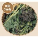 Broccoli Purple Sprouting 1000 Seeds