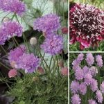 Scabiosa Collection 12 Large Round Plants