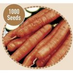 Carrot Amsterdam 1000 Seeds