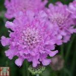 Scabious ‘Flutterby Pink’
