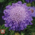 Scabious ‘Blue Note’