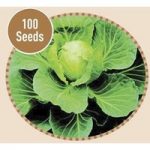 Cabbage Derby Day 100 Seeds