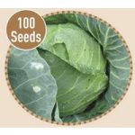 Cabbage Golden Acre 100 Seeds
