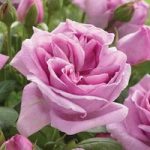 Li Parfum Hybrid Tea Rose 3 Bare Root Plants