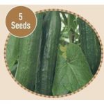 Cucumber Femspot F1 5 Seeds