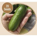 Cucumber Beit Alpha F1 20 Seeds