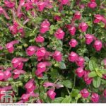 Scutellaria suffrutescens ‘Texas Rose’