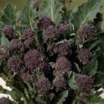 Thompson and Morgan Early Purple Sprouting Broccoli – 100 seeds