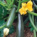 Thompson and Morgan Courgette Defender – 12 seeds