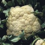 Thompson and Morgan Cauliflower All The Year Round – 325 seeds