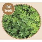 Parsley 1000 Seeds