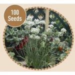 Chives Gigantic 100 Seeds