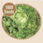Crisp lettuce Webbs Wonderful 1000 Seeds