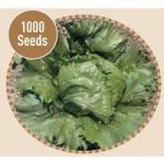 Lettuce Astral 1000 Seeds