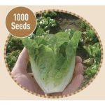 Lettuce Little Gem 1000 Seeds
