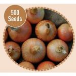 Onion Ailsa Craig 500 Seeds
