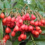 Sorbus ulleungensis ‘Olympic Flame’