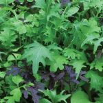 Salad Leaves ‘Speedy’ (Start-A-Garden Range)