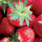 Strawberries Elsanta 10 Runners plus 2 Planters