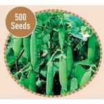 Peas Kelvedon Wonder 500 Seeds