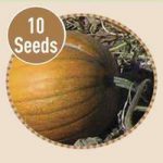 Pumpkin Jack o Lantern 10 Seeds
