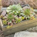 Small Rock Garden Bushel Box Kit with Sempervivum x3 and 5L Compost