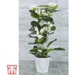 Stephanotis floribunda (House Plant)