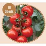 Tomato Shirley F1 10 Seeds